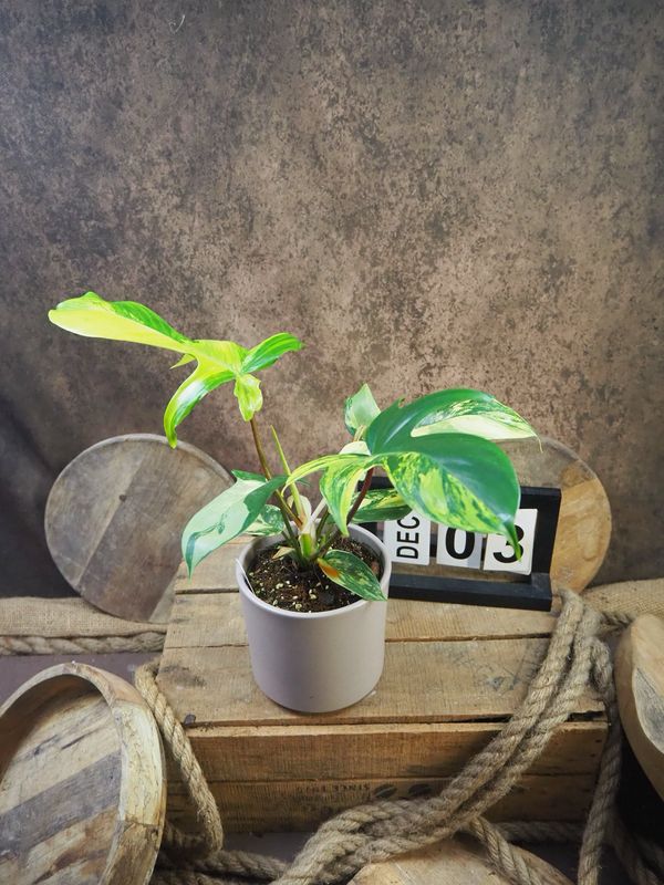 Philodendron Florida Beauty #M3