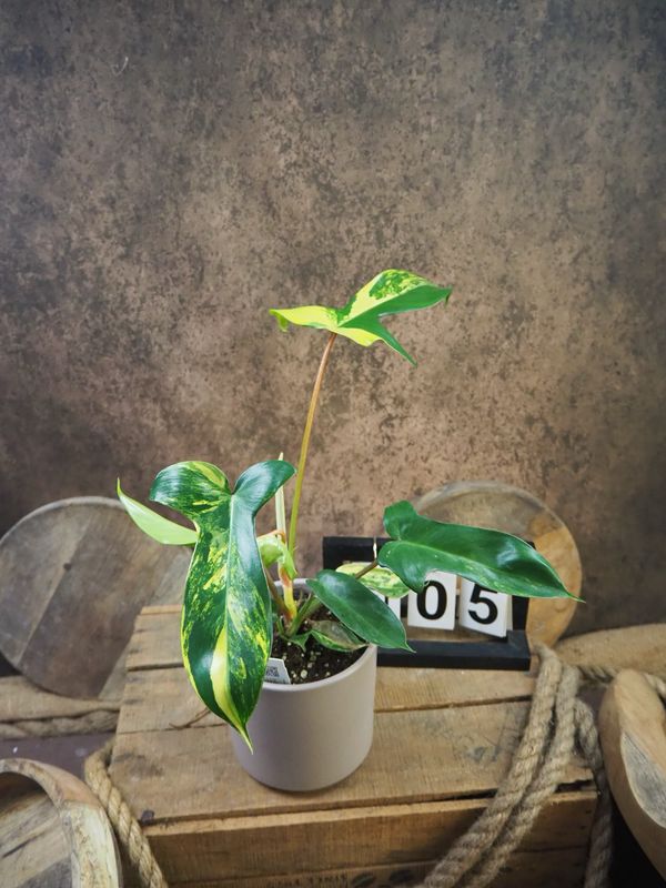 Philodendron Florida Beauty #M5