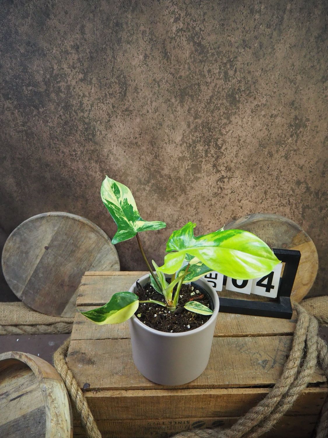 Philodendron Florida Beauty #M4