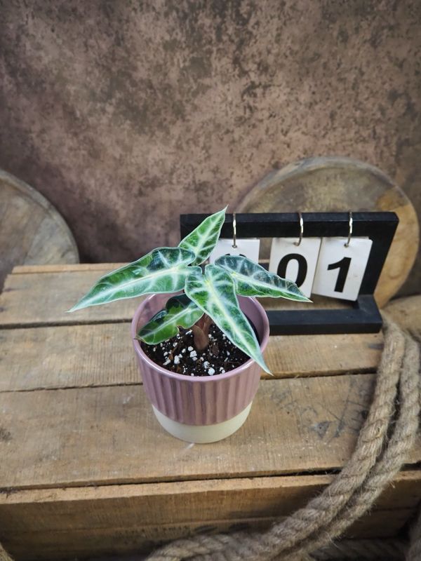 Alocaisa Bambino Aurea Variegata #1 Alocaisa Bambino Aurea Variegata #1