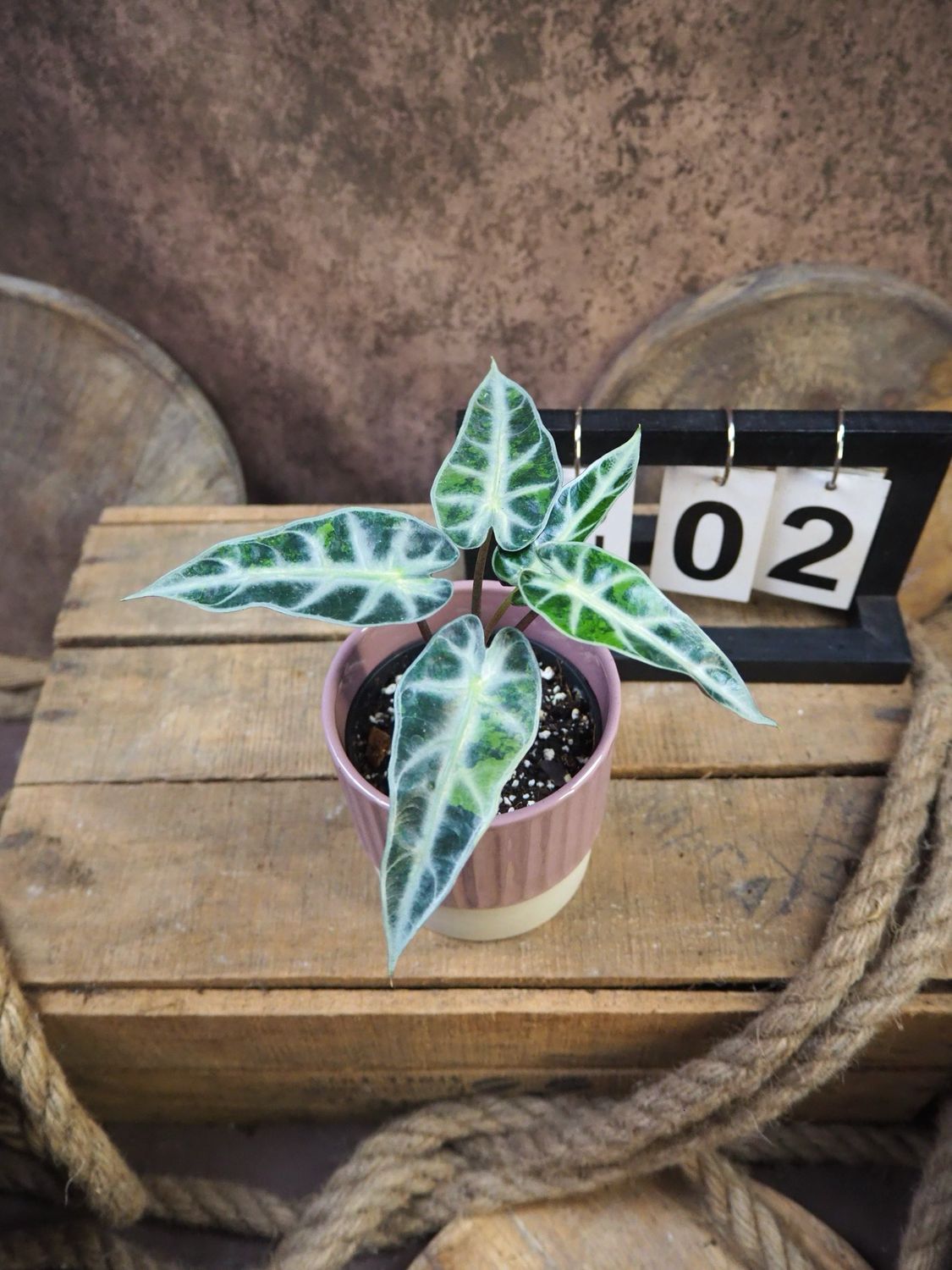 Alocaisa Bambino Aurea Variegata #2