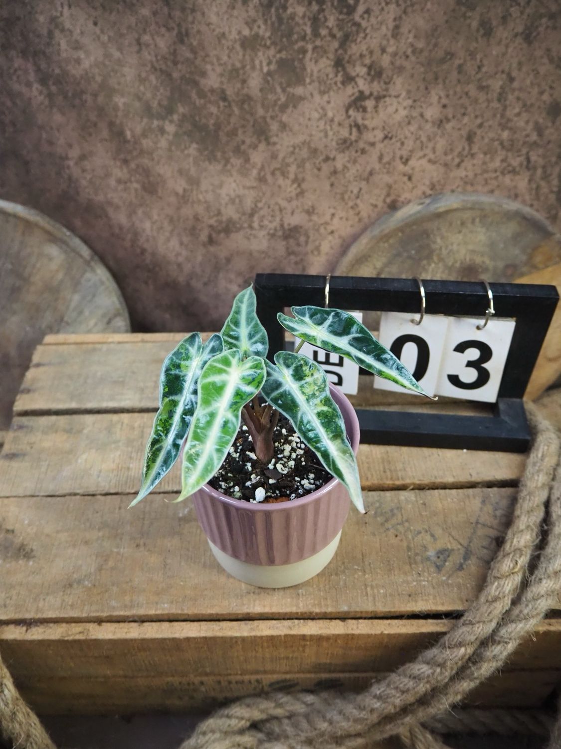 Alocaisa Bambino Aurea Variegata #3