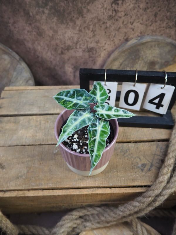 Alocaisa Bambino Aurea Variegata #4 Alocaisa Bambino Aurea Variegata #4