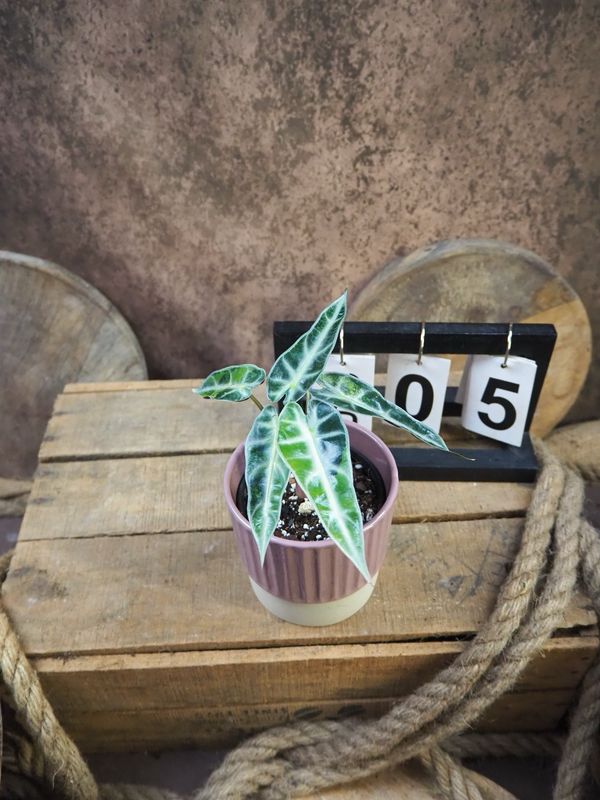 Alocaisa Bambino Aurea Variegata #5 Alocaisa Bambino Aurea Variegata #5