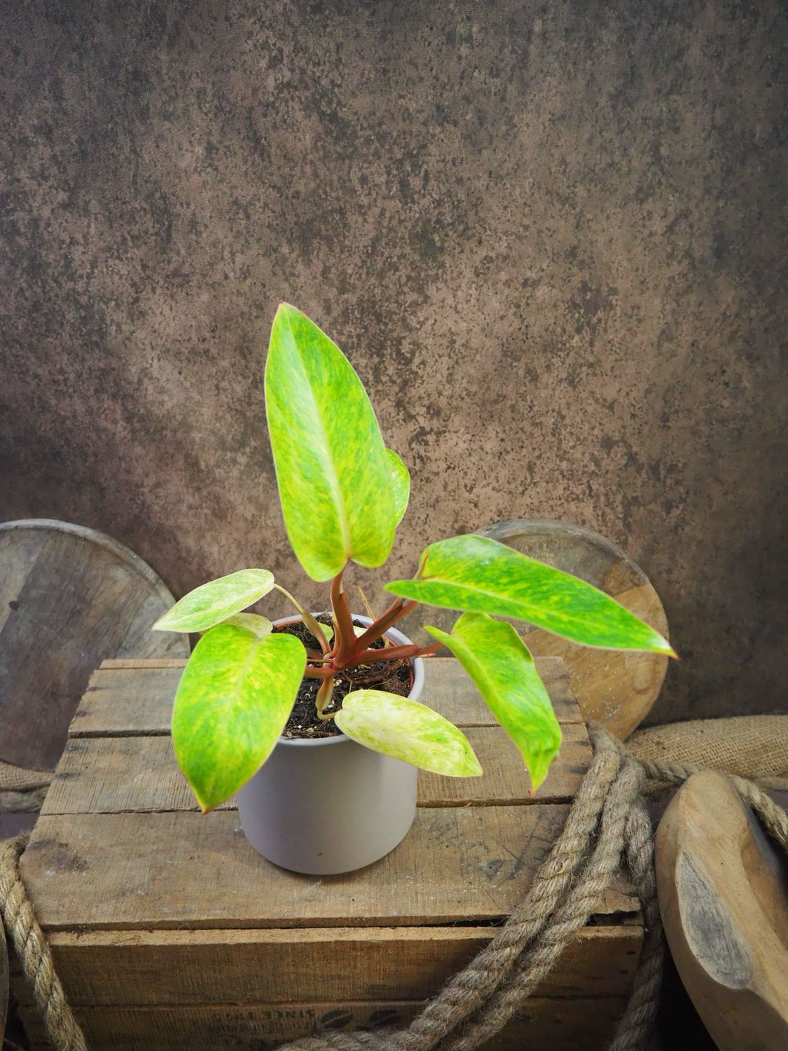 Philodendron Painted Lady Philodendron Painted Lady