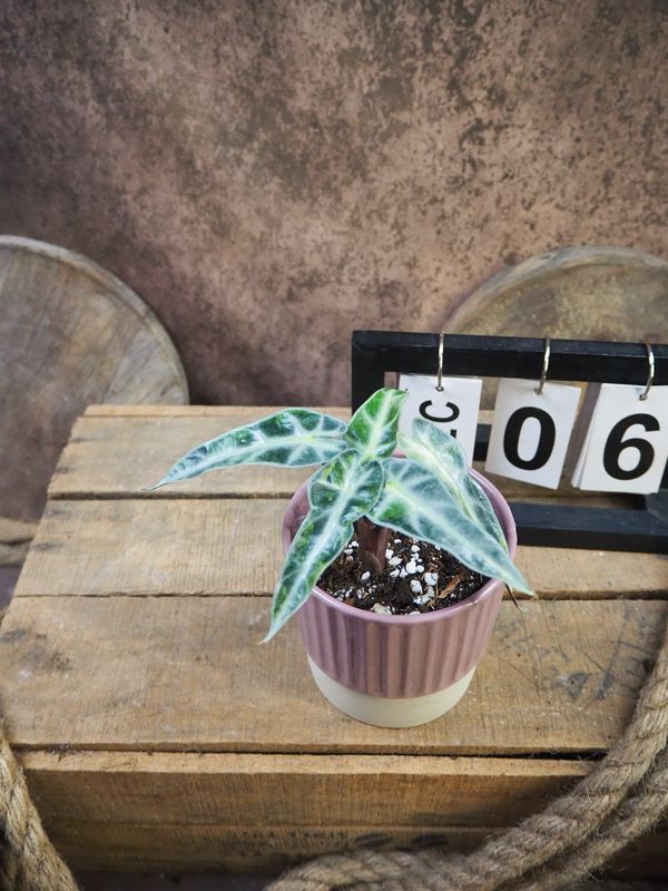 Alocaisa Bambino Aurea Variegata #6 Alocaisa Bambino Aurea Variegata #6