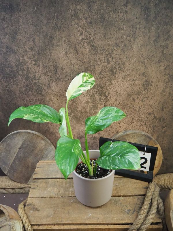 Monstera lechleriana Variegata #2 Monstera lechleriana Variegata #2
