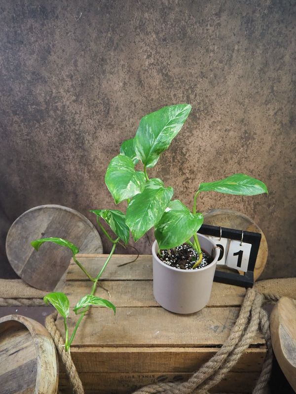 Monstera lechleriana Variegata #1 Monstera lechleriana Variegata #1