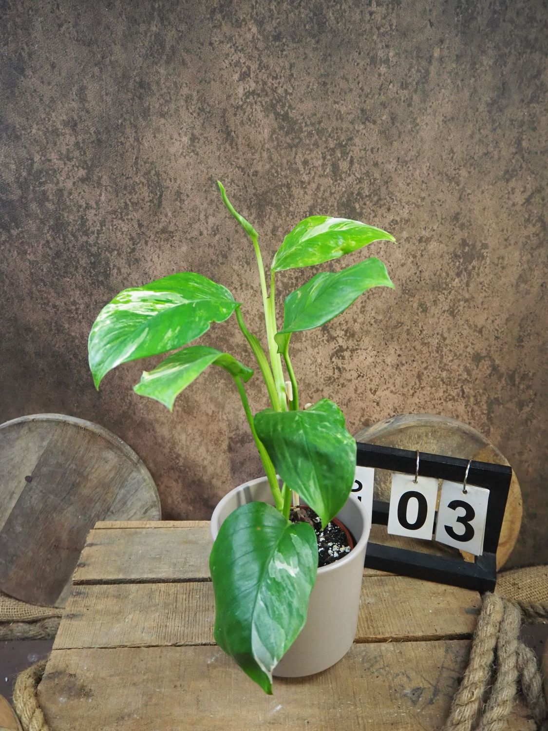 Monstera lechleriana Variegata #3