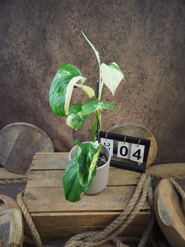 Monstera lechleriana Variegata #4 Monstera lechleriana Variegata #4