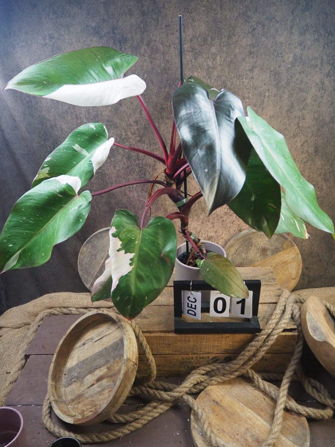 Philodendron Red Anderson Variegata BIG #1