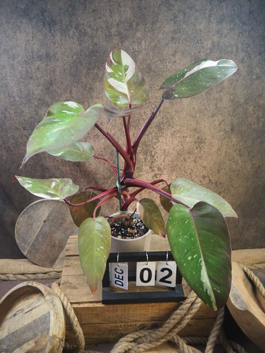Philodendron Red Anderson Variegata BIG #2