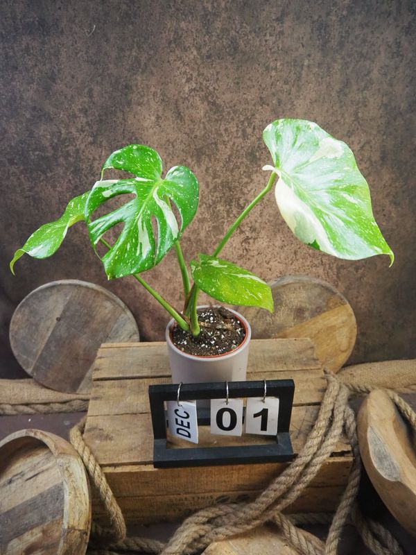 Monstera Thai Constellation S #1 Monstera Thai Constellation S #1