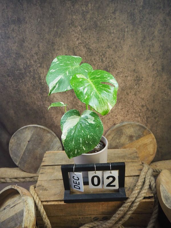 Monstera Thai Constellation S #2 Monstera Thai Constellation S #2