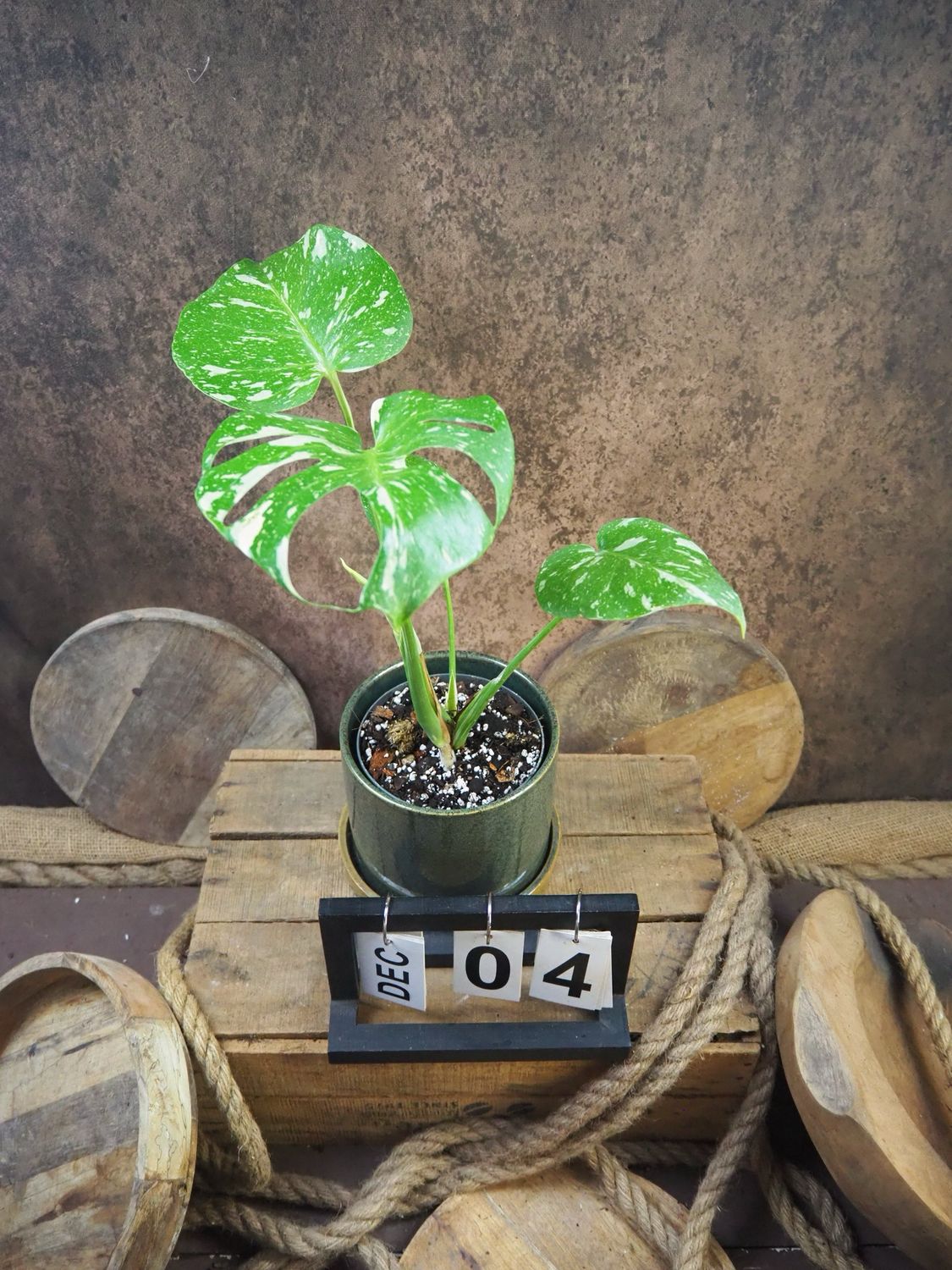 Monstera Thai Constellation S #4