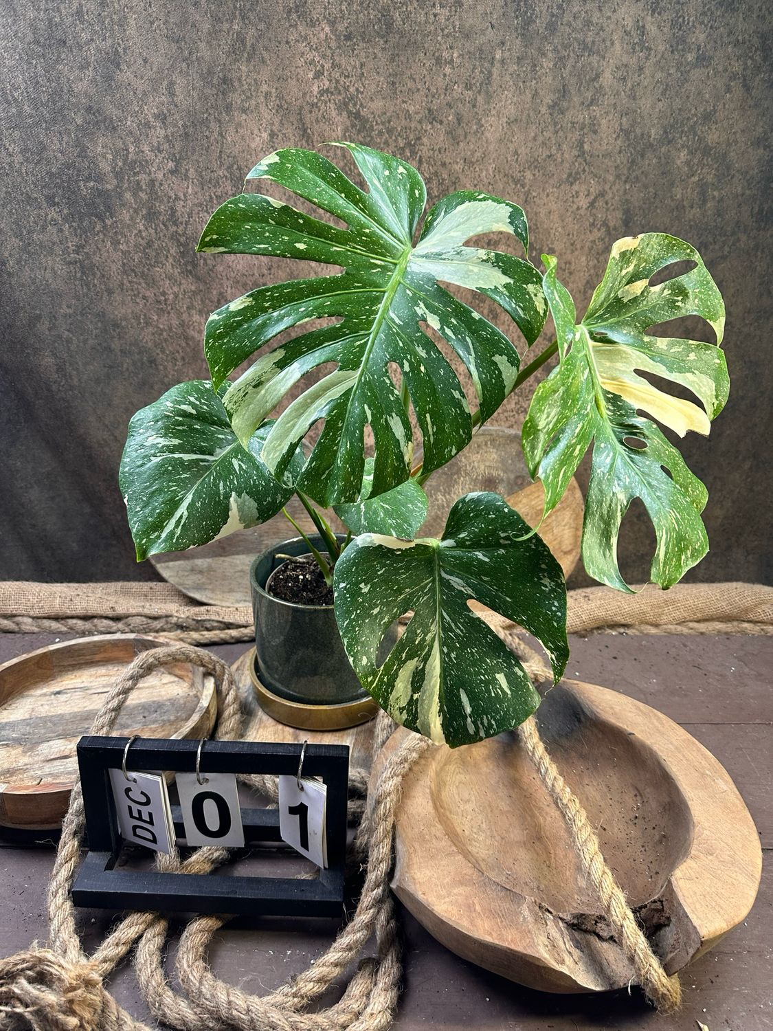 Monstera Thai Constellation #I Monstera Thai Constellation #I
