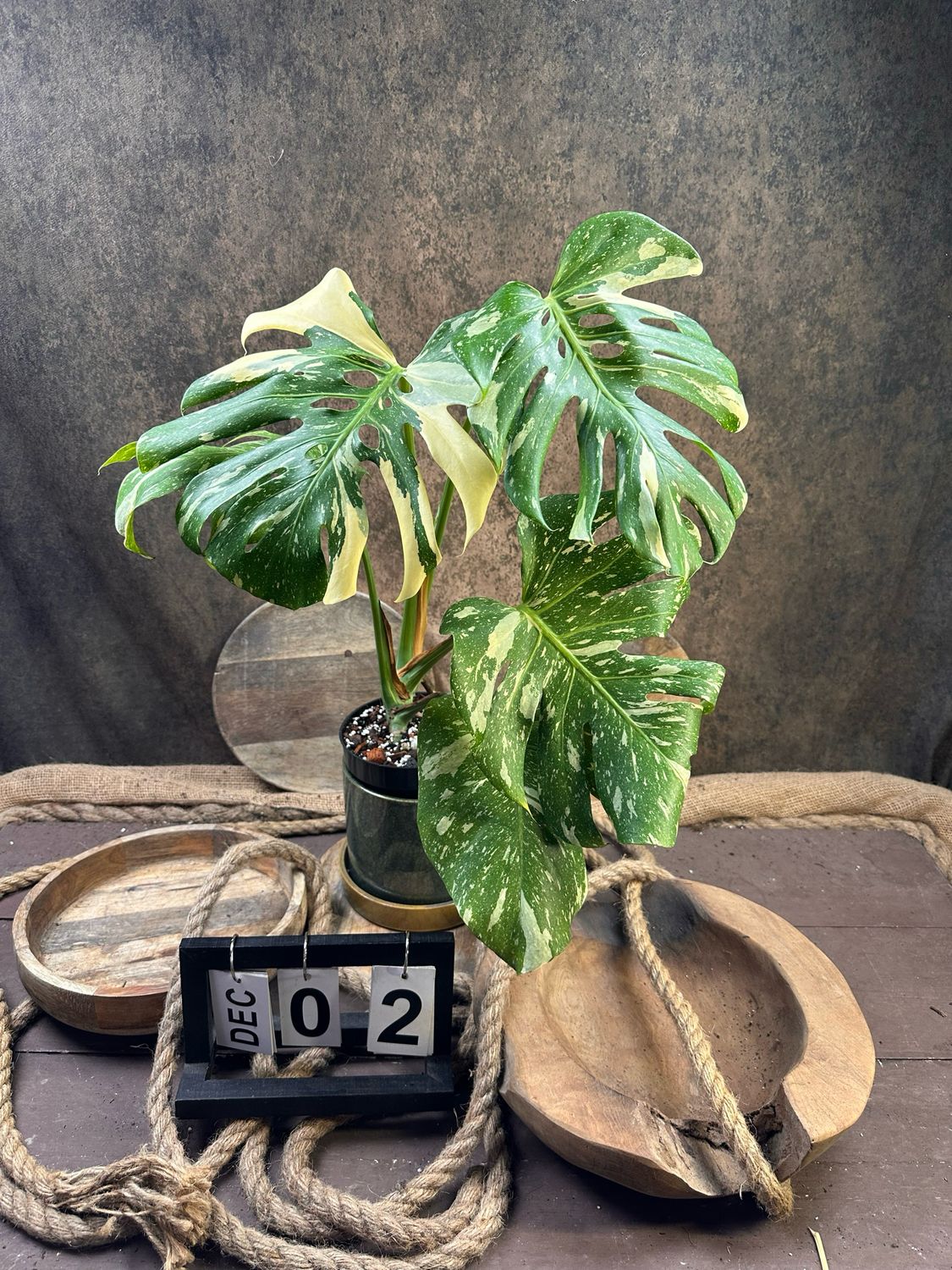 Monstera Thai Constellation #II