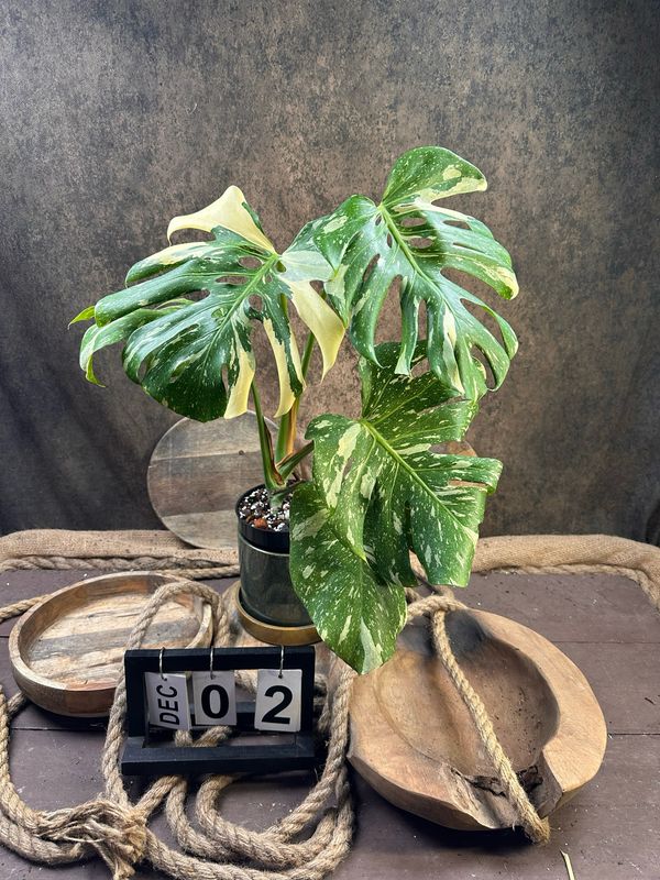 Monstera Thai Constellation #II Monstera Thai Constellation #II