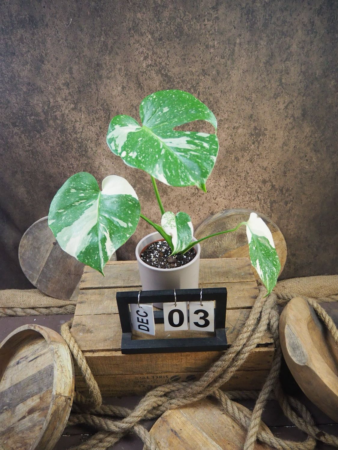 Monstera Thai Constellation S #3