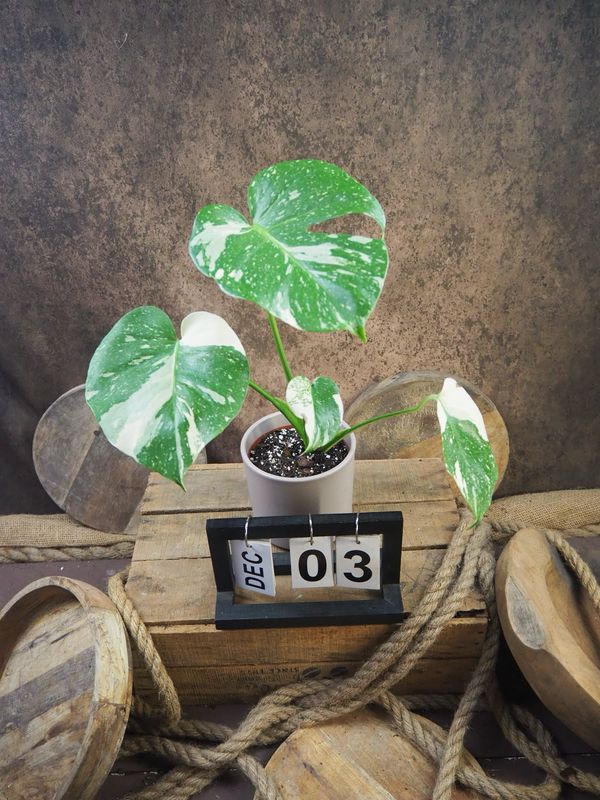 Monstera Thai Constellation S #3 Monstera Thai Constellation S #3