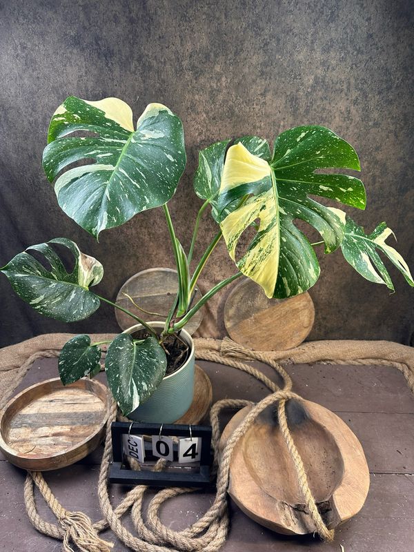 Monstera Thai Constellation #IV Monstera Thai Constellation #IV