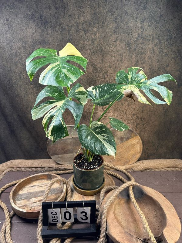 Monstera Thai Constellation #III Monstera Thai Constellation #III