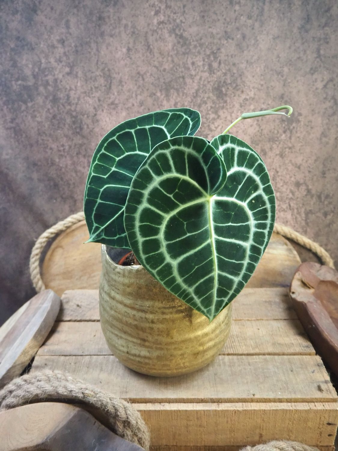 Anthurium Clarinervium