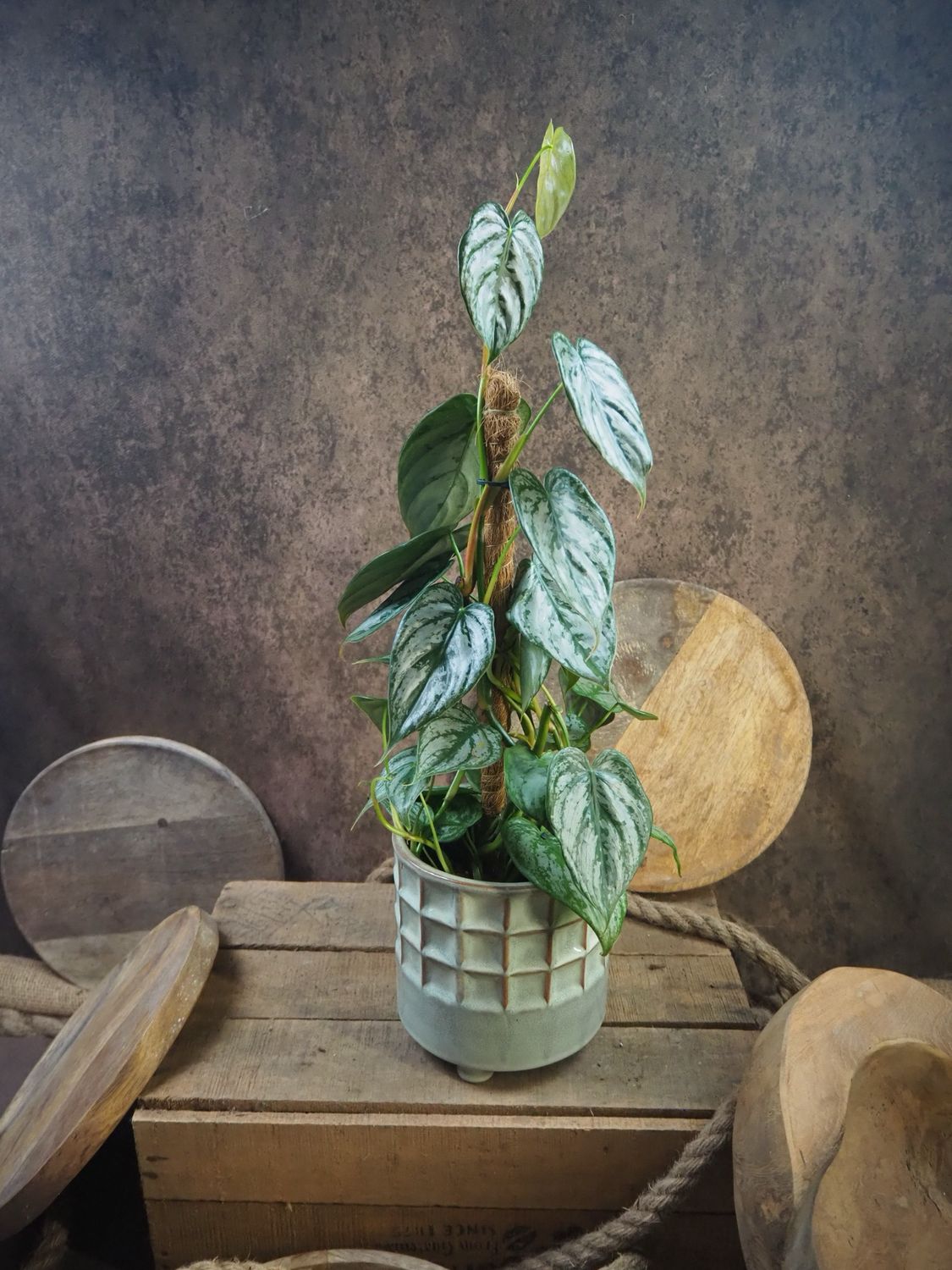 Philodendron Brandtianum Philodendron Brandtianum