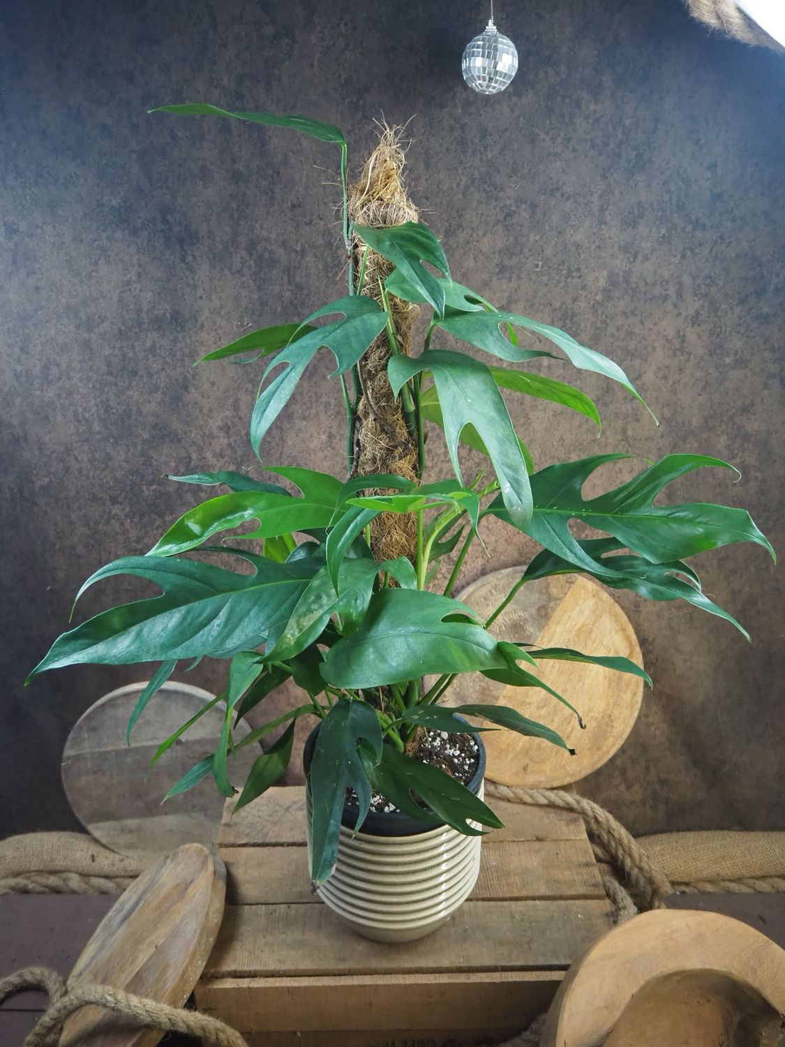 Epipremnum pinnatum "Blue Form" XL