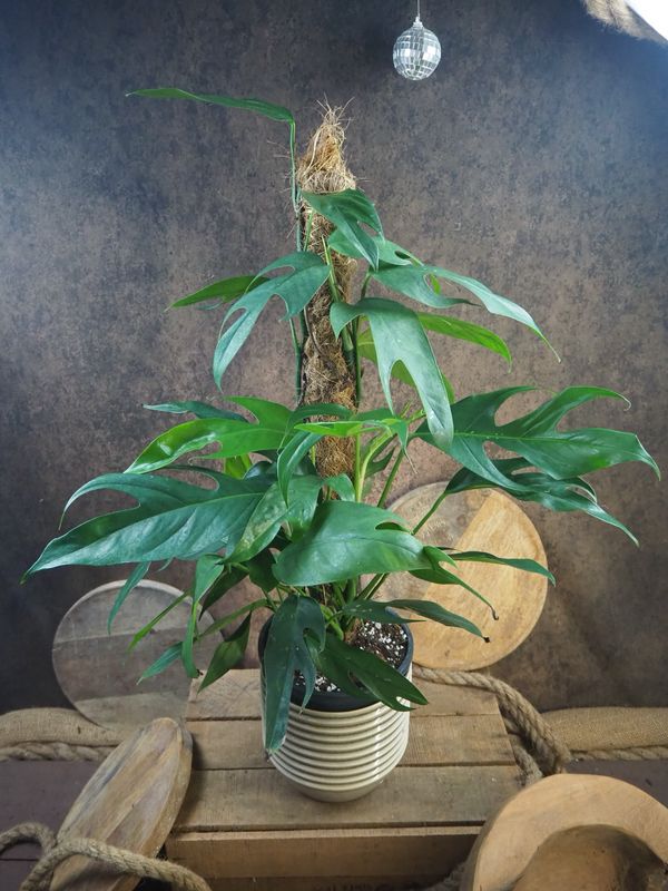 Epipremnum pinnatum "Blue Form" XL