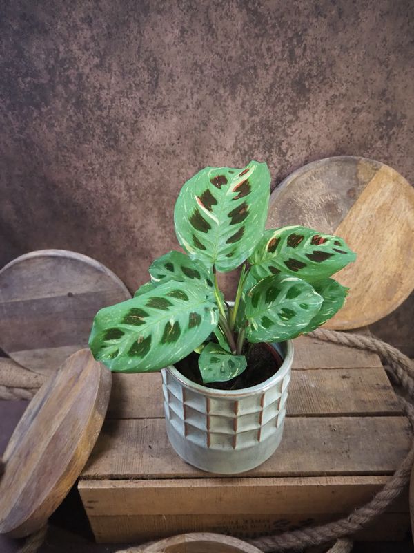 Maranta kerchoveana variegata