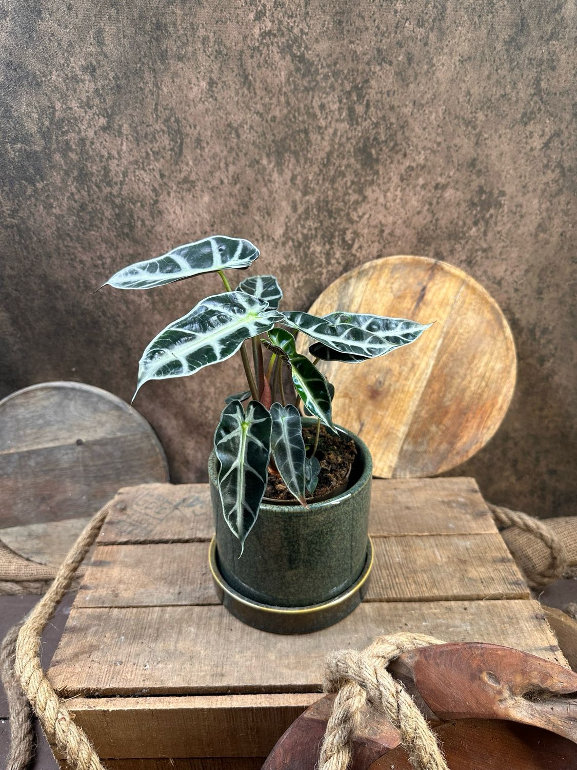 Alocasia Bambino