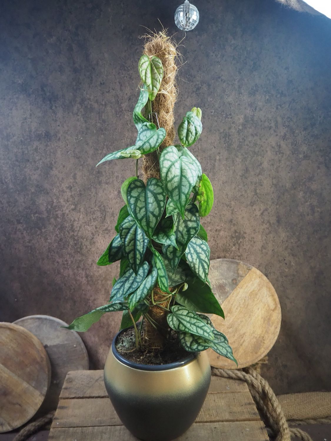 Piper sylvaticum Piper sylvaticum