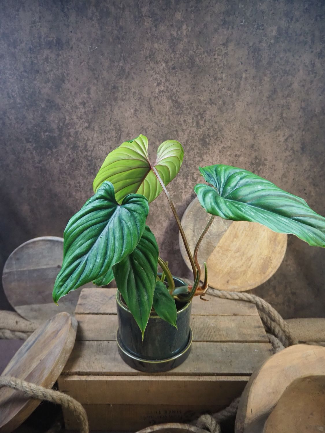 Philodendron Mamei Philodendron Mamei