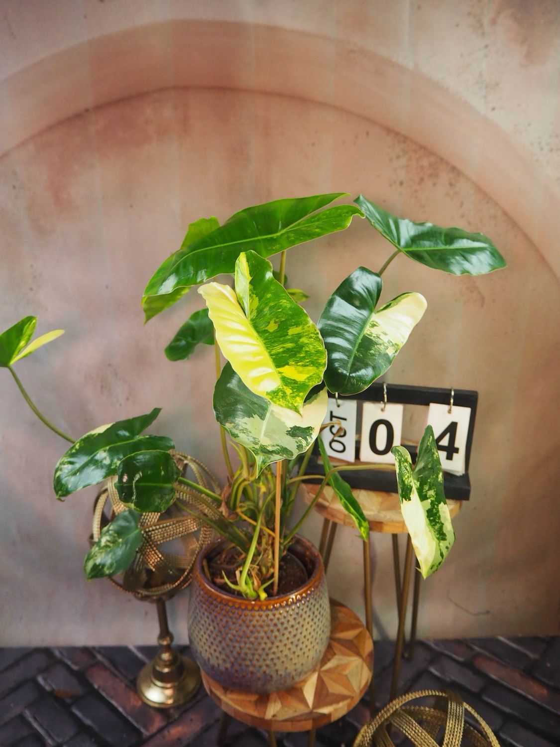 Philodendron Burle Marx Variegata XL #4 Philodendron Burle Marx Variegata XL #4