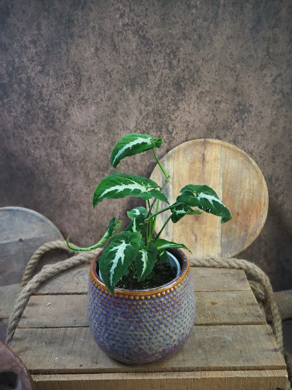 Syngonium wendlandii