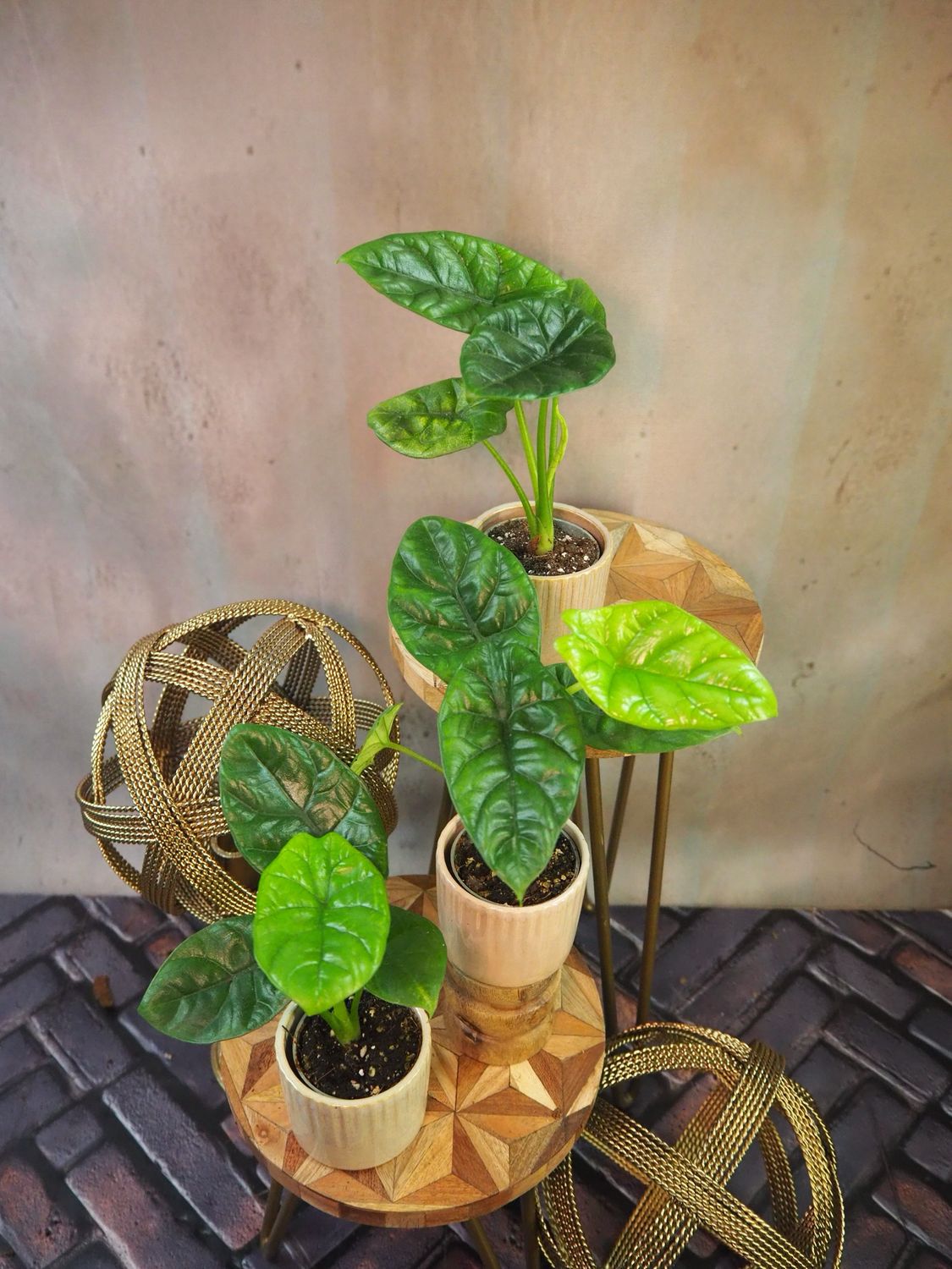 Alocasia Sinuata Alocasia Sinuata