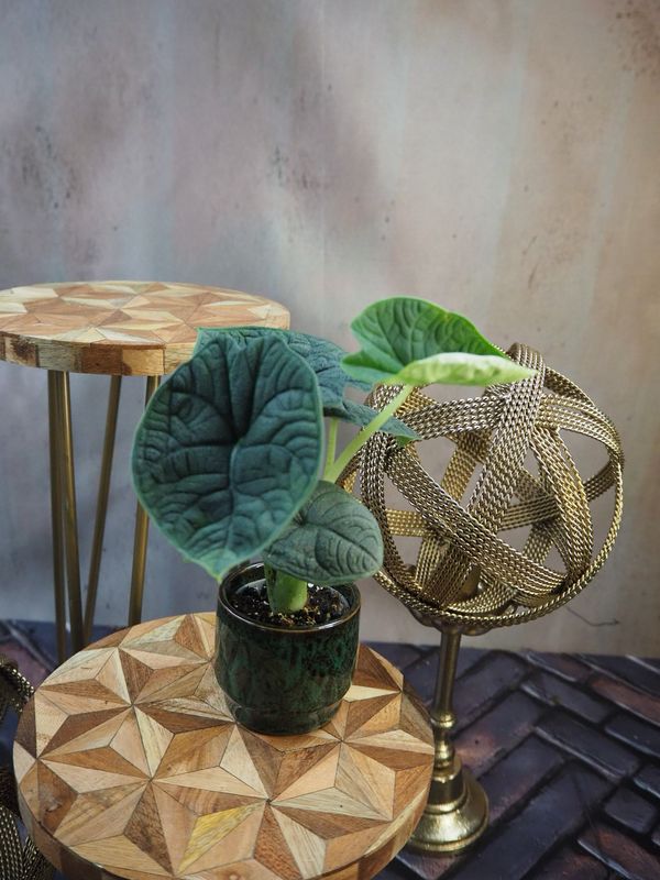 Alocasia Melo