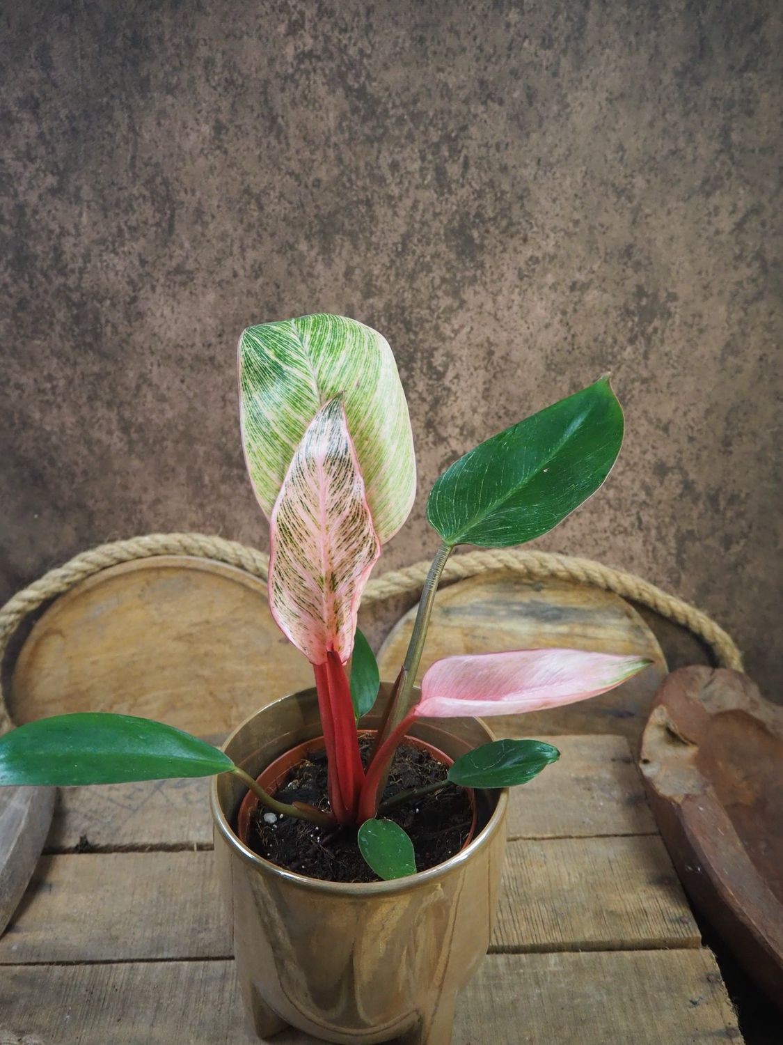 Philodendron Pink Birkin Philodendron Pink Birkin