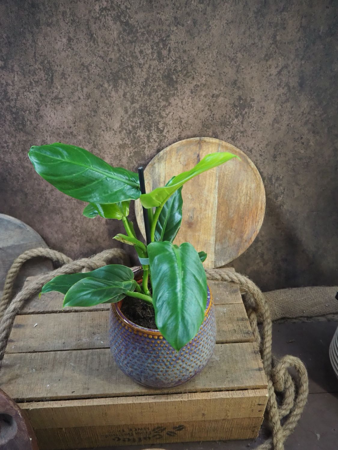 Philodendron subhastatum