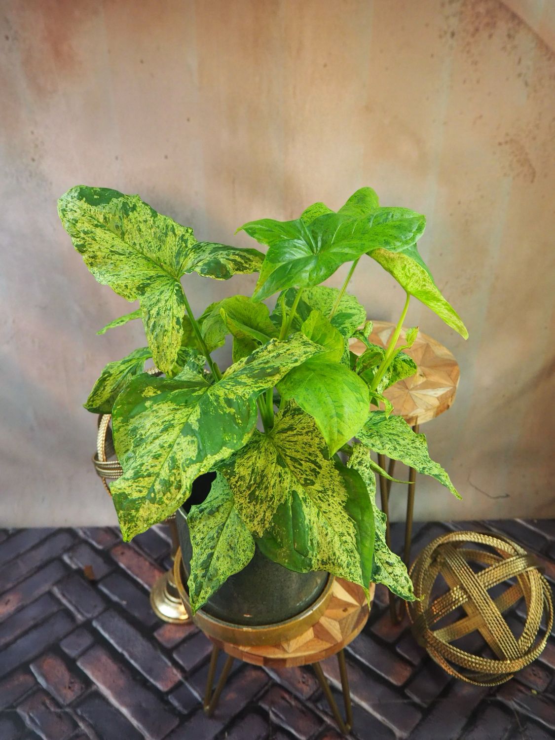 Syngonium Mottled Mojito mehrtriebig