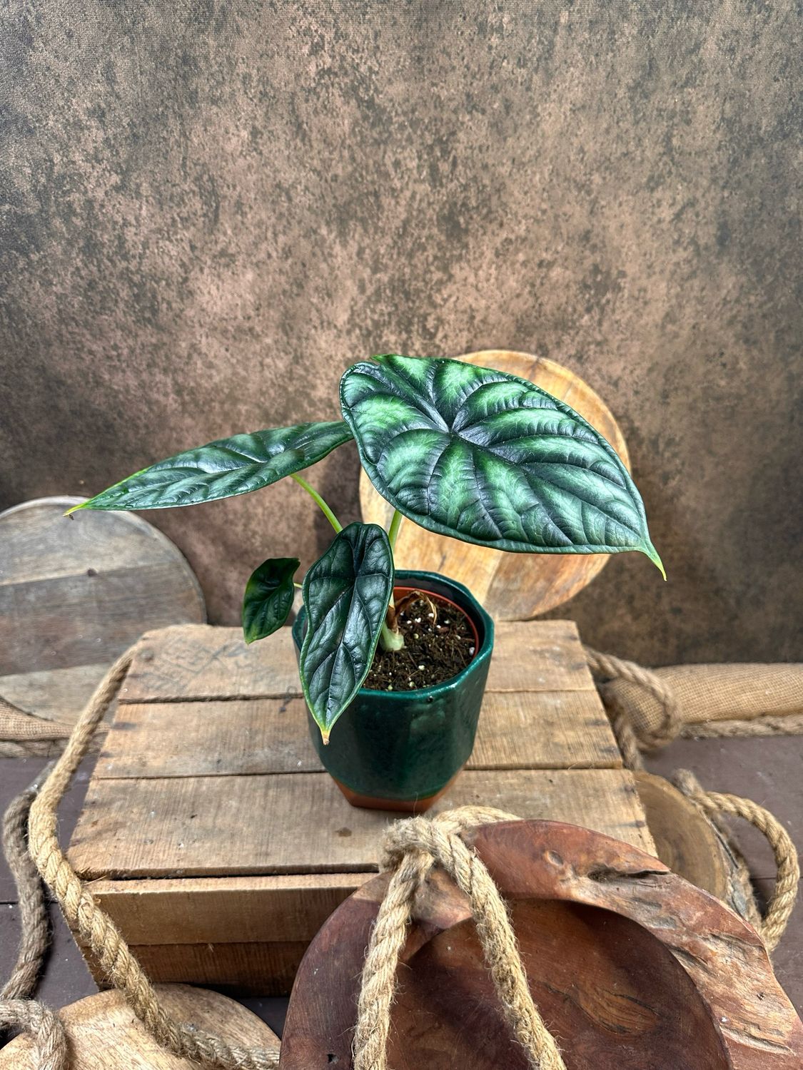 Alocasia Dragon Scale