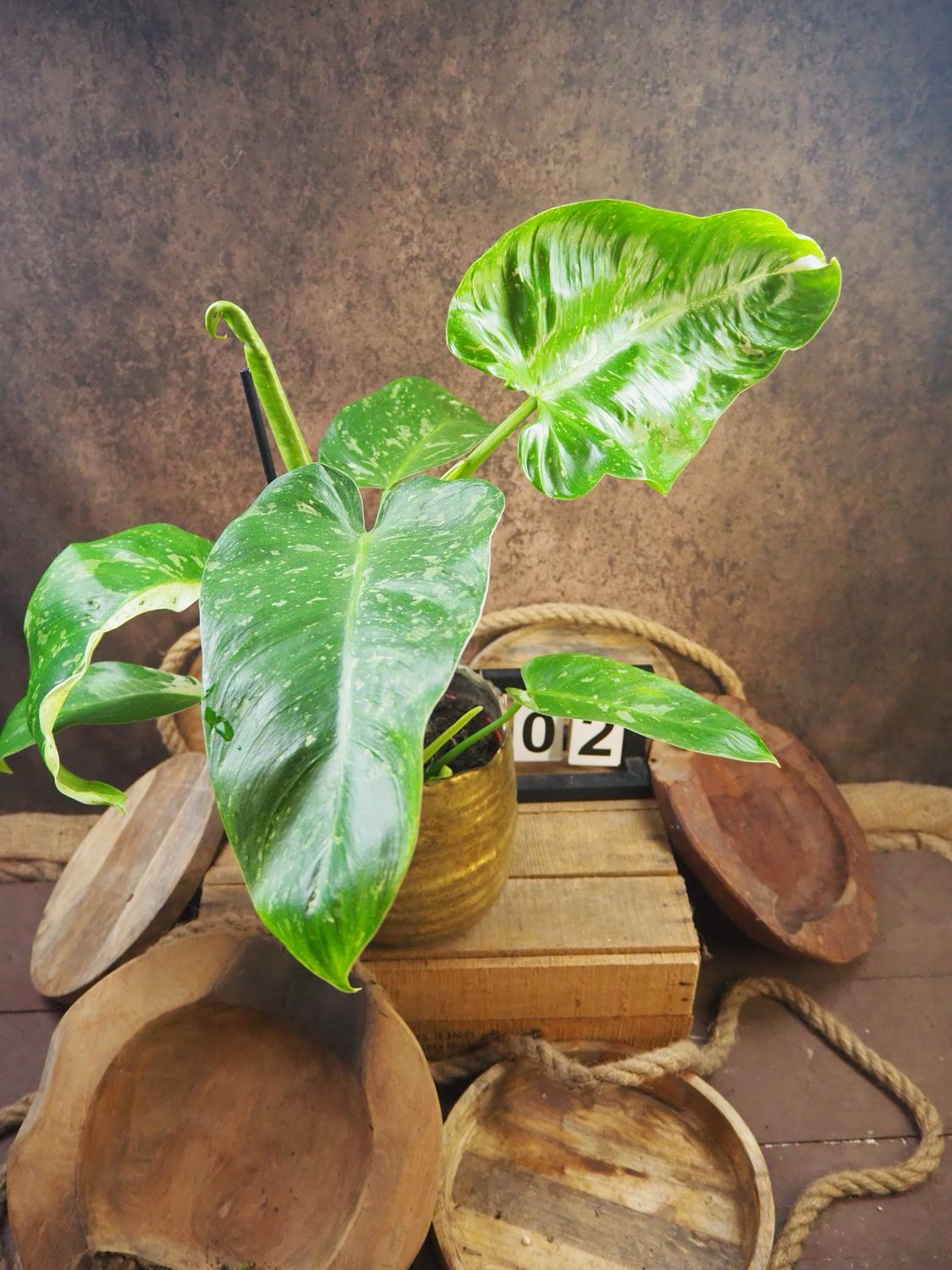 Philodendron Jose Buono #2