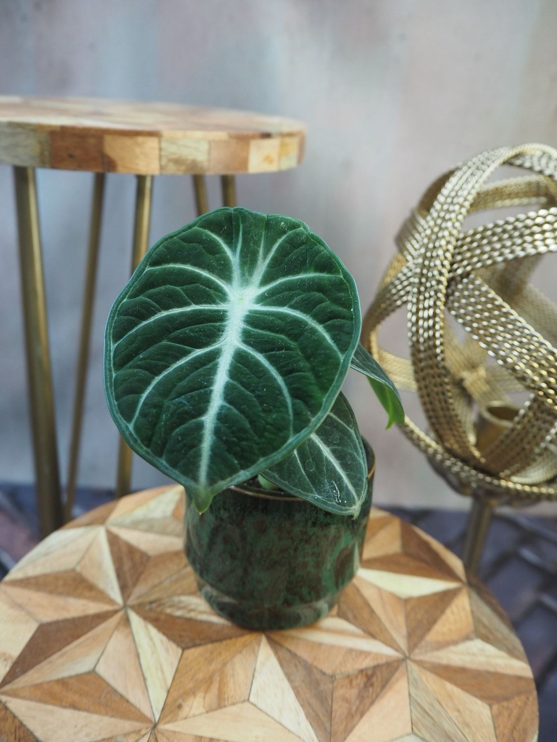 Alocasia Ninja