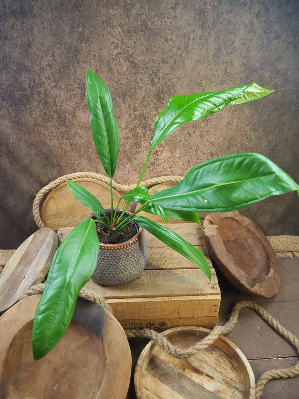 Anthurium bakeri Anthurium bakeri
