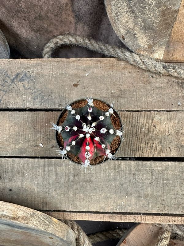 Mondkaktus - Gymnocalycium mihanovichii variegata #4