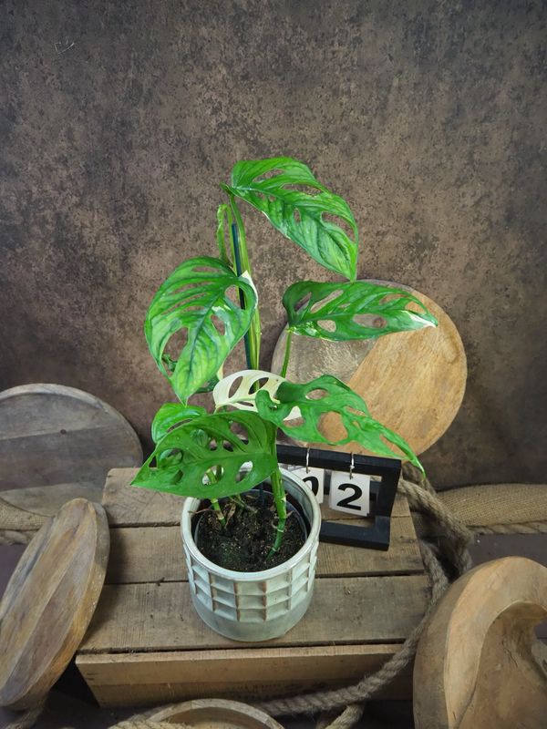 Monstera adansonii Albo Variegata #2