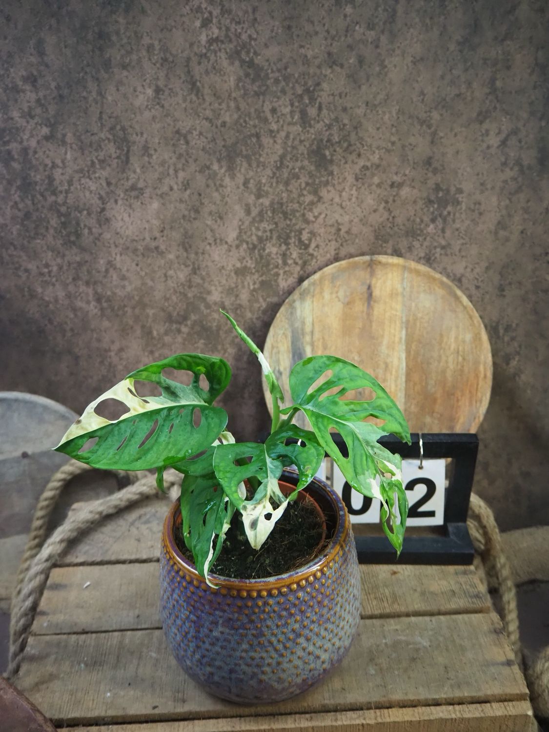 Monstera adansonii Albo Variegata #2
