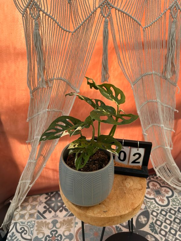 Monstera adansonii Albo Variegata #2