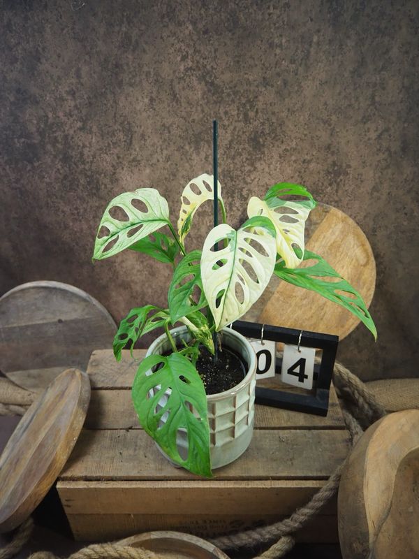 Monstera adansonii Albo Variegata #4